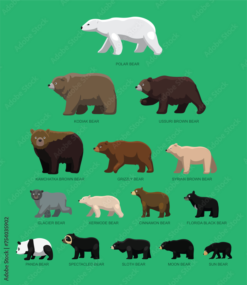 Fototapeta premium Bear Sizes Side Comparisons Chart Cartoon Vector Illustration