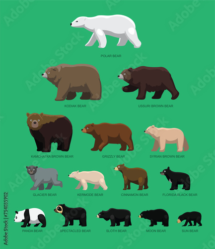 Bear Sizes Side Comparisons Chart Cartoon Vector Illustration