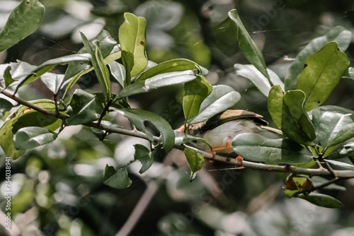 branch of a tree with leaves