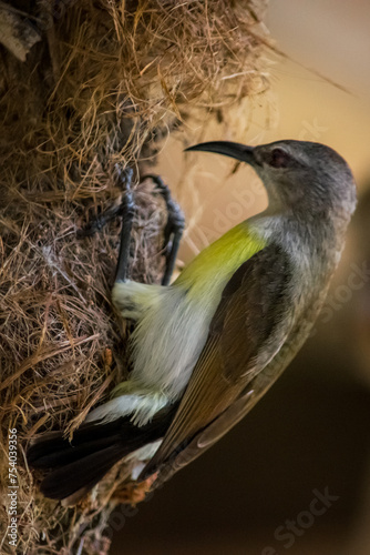 bird in nest