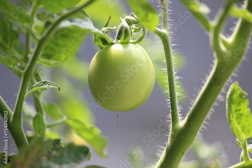 tomatoes on a tree with thick green leaves with a blurry background