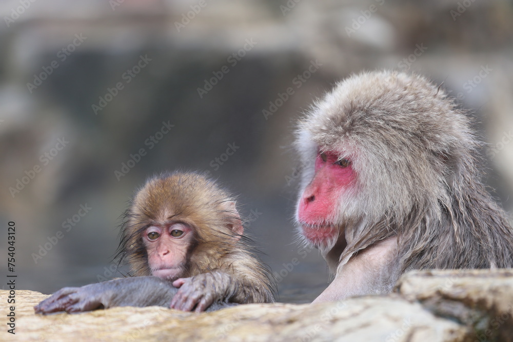 Fototapeta premium Snow monkey taking a bath