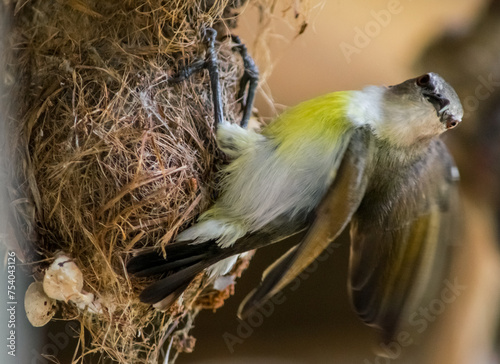 bird nest in the nest