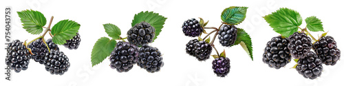 Branch of delicious ripe blackberries  Hyperrealistic Highly Detailed Isolated On Transparent Background Png File photo