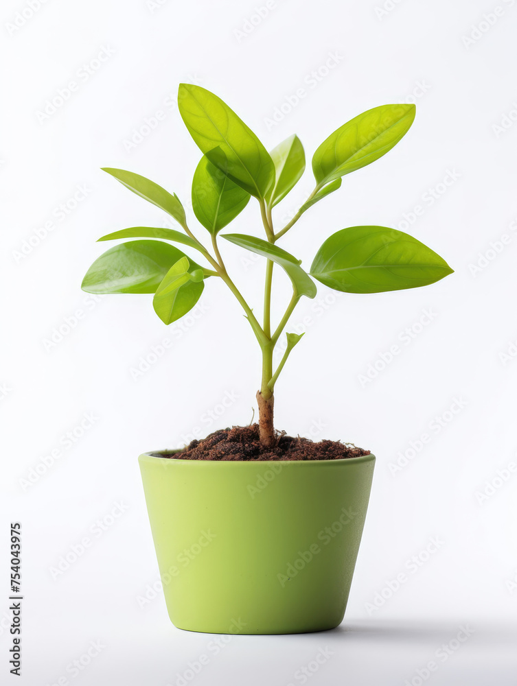 Young green plant with leaves growing in pot isolated on white background Young green plant with leaves growing in pot isolated on white background