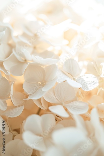 Close-up of white hydrangea flowers in sunlight. AI Generated.