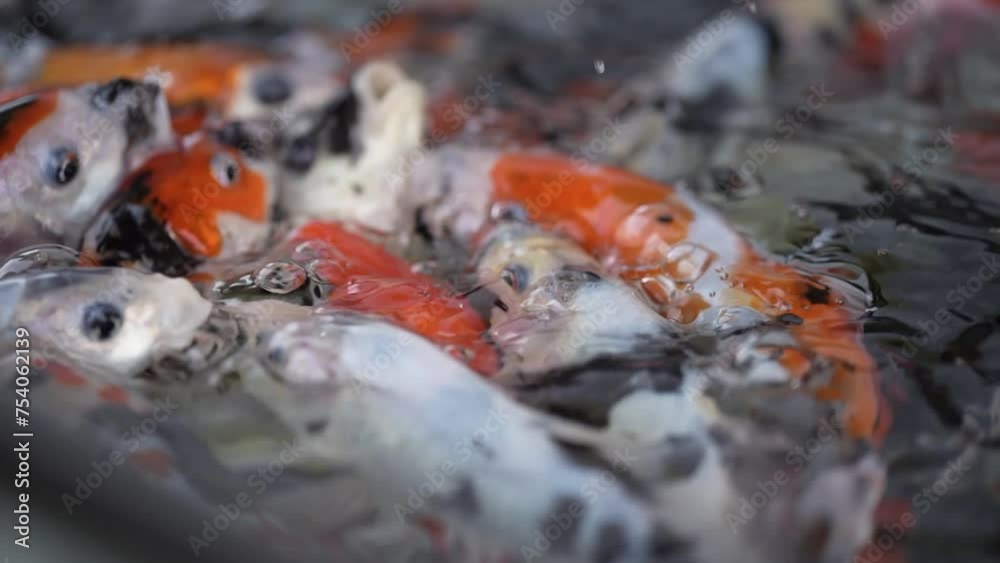 View of hand-feeding goldfish. refreshing view when feeding goldfish. Goldfish swimming in the aquarium View of hand-feeding goldfish. refreshing view when feeding goldfish. Goldfish swimming in the aquarium