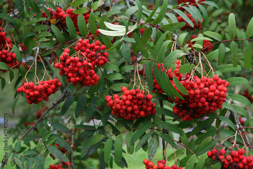 Sorbus aucuparia, commonly called rowan and mountain-ash: fruits detail