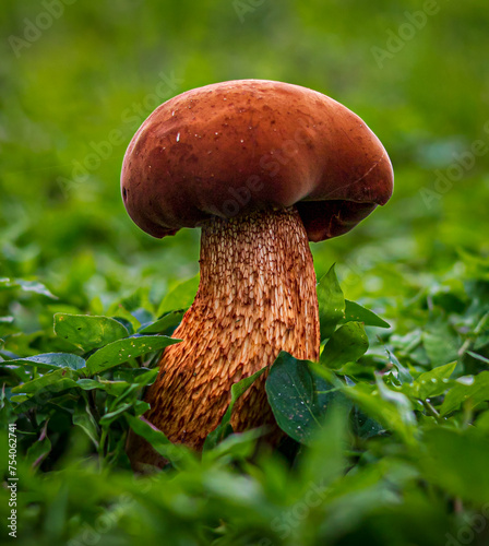 The lurid bolete mushroom.