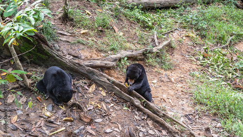 Biruang bears, endemic to Borneo, feed. Fluffy black animals Helarctos malayanus are sitting on the ground, eating fruits. Malaysia. Bornean Sun Bear Conservation Centre  photo