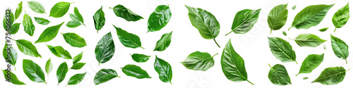 Fresh green leaves  Hyperrealistic Highly Detailed Isolated On Transparent Background Png File © Wander Taste