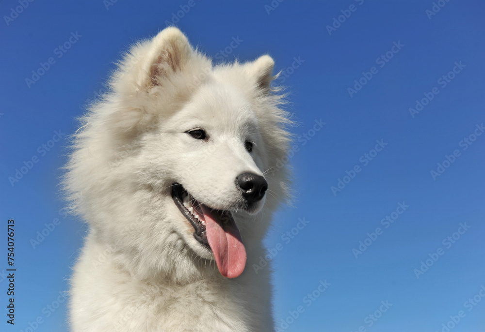 samoyed dog in a garden samoyed dog in a garden