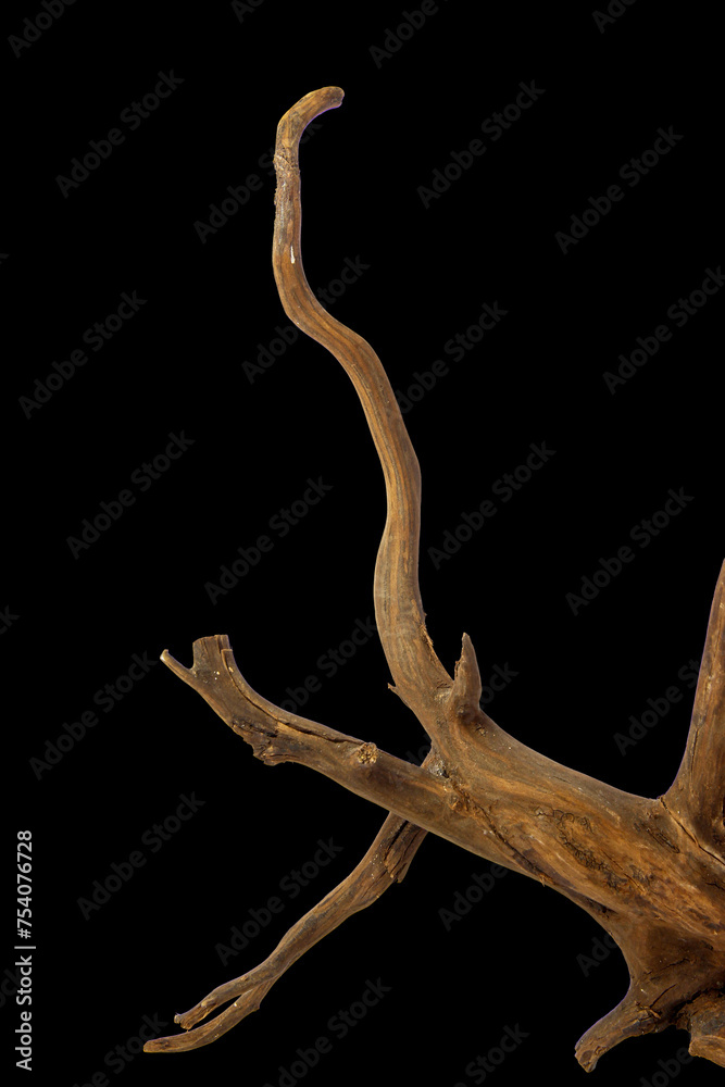 Branches Driftwood or aged wood. Closeup piece of driftwood for aquarium. isolated on black background with clipping path Branches Driftwood or aged wood. Closeup piece of driftwood for aquarium. isolated on black background with clipping path