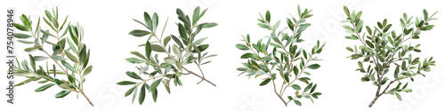 Olive tree twigs with fresh green leaves Hyperrealistic Highly Detailed Isolated On Transparent Background Png File