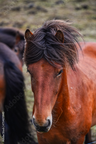 An Icelandic horse on a field near Laugarvatn, Iceland.