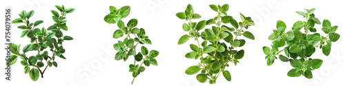 oregano  Hyperrealistic Highly Detailed Isolated On Transparent Background Png File
