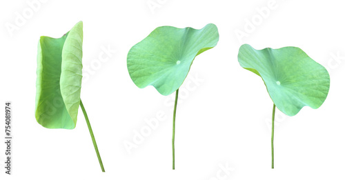 Isolated waterlily or lotus leaf with clipping paths.	 photo