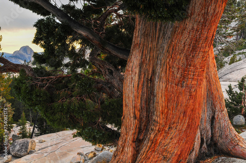 The trunk of a Western Juniper tree and a distant Half Dome at sunset, Olmsted Point, Yosemite National Park, California, USA. photo