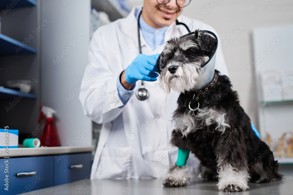 Domestic terrier dog in protective collar with a fixed paw at the clinic Domestic terrier dog in protective collar with a fixed paw at the clinic