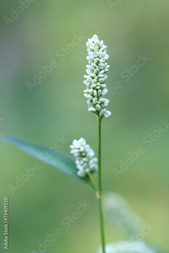 Pale Persicaria, Persicaria lapathifolia, also known as Curlytop knotweed, Pale smartweed or Willow weed, wild plant from Finland