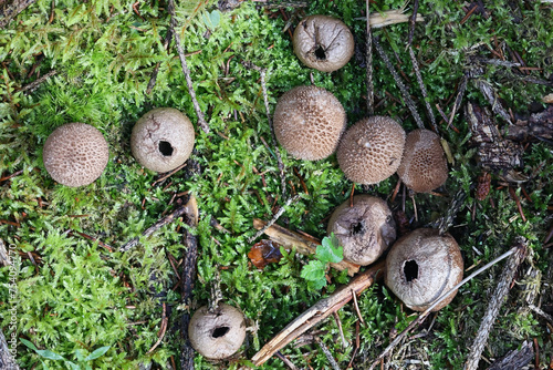 Dusky puffball, Lycoperdon nigrescens, wild fungus from Finland photo