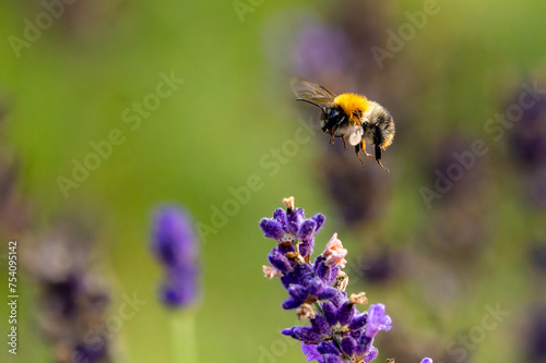 Bee on the flight © Krzysztof