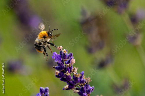 Bee on the flight 2  © Krzysztof