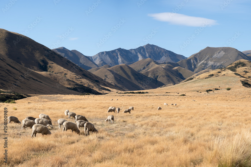 New Zealand backcountry farm with sheep, golden fields and mountains