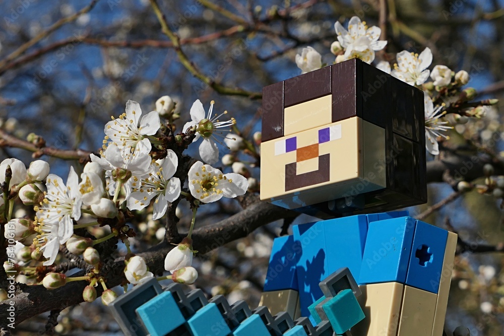 Naklejka premium LEGO Minecraft figure of Steve with diamond sword examining spring blossoming white flowers on branch of Blackthorn tree, latin name Prunus Spinosa. 