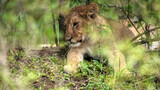 Lion cub in wildlife in Nairobi,Kenya