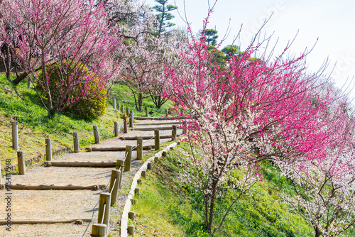 日本の風景・春　日本三名園　水戸の偕楽園の梅