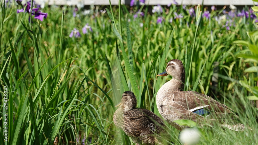 ハナショウブとカモ ハナショウブとカモ