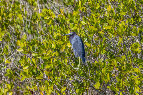 2023 02 04 Perched Heron - Merritt Island NWR 001 photo
