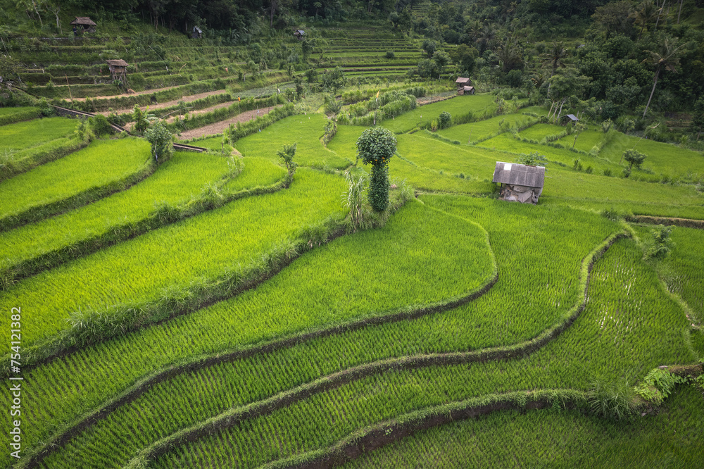 Scenic paddy ricefiled terraces in rural part of Bali island, Karangasem district.