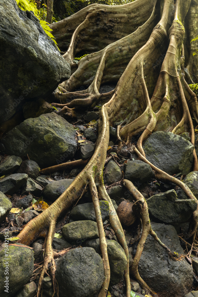 Roots and trunk of a tropical tree growing over the rocks in the forest of Bali island Roots and trunk of a tropical tree growing over the rocks in the forest of Bali island