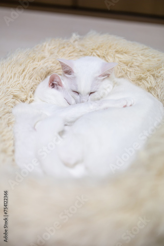 2匹で眠る仲良しな白猫兄妹