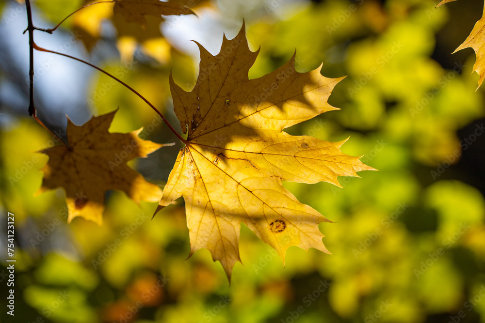 Yellow autumn leaves on trees in sunny weather. Yellow autumn leaves on trees in sunny weather.