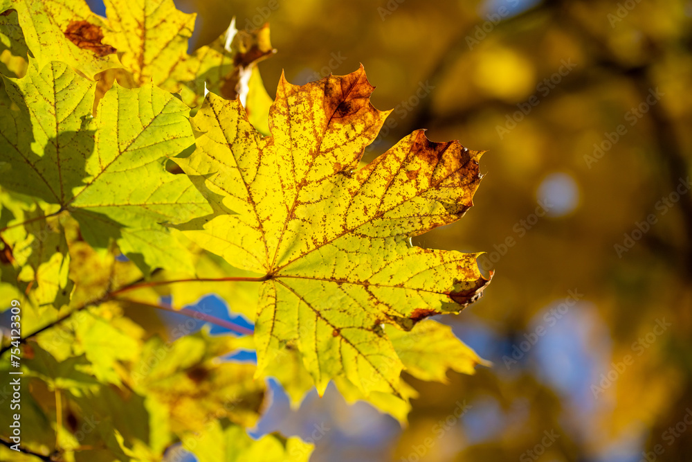 Yellow autumn leaves on trees in sunny weather. Yellow autumn leaves on trees in sunny weather.