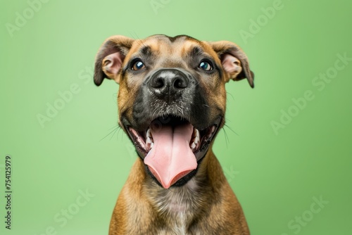 the dog licks his lips against a light green background. hungry dog