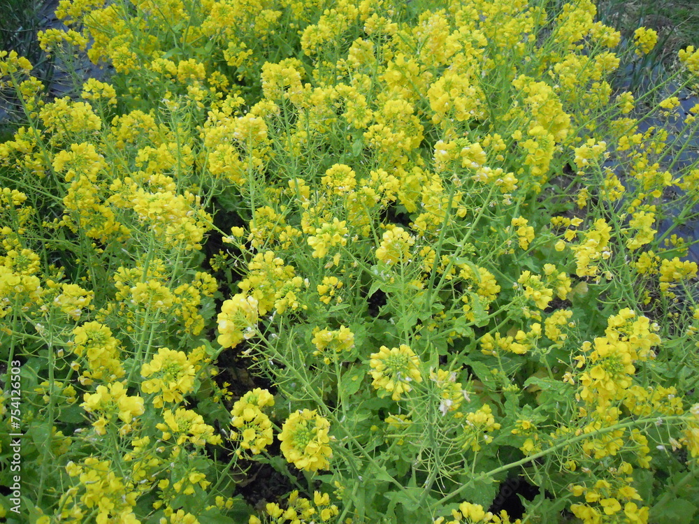 Naklejka premium 菜の花