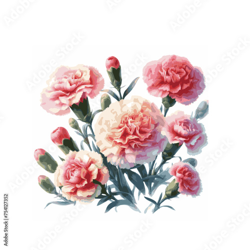 watercolor of Carnation isolated on white background