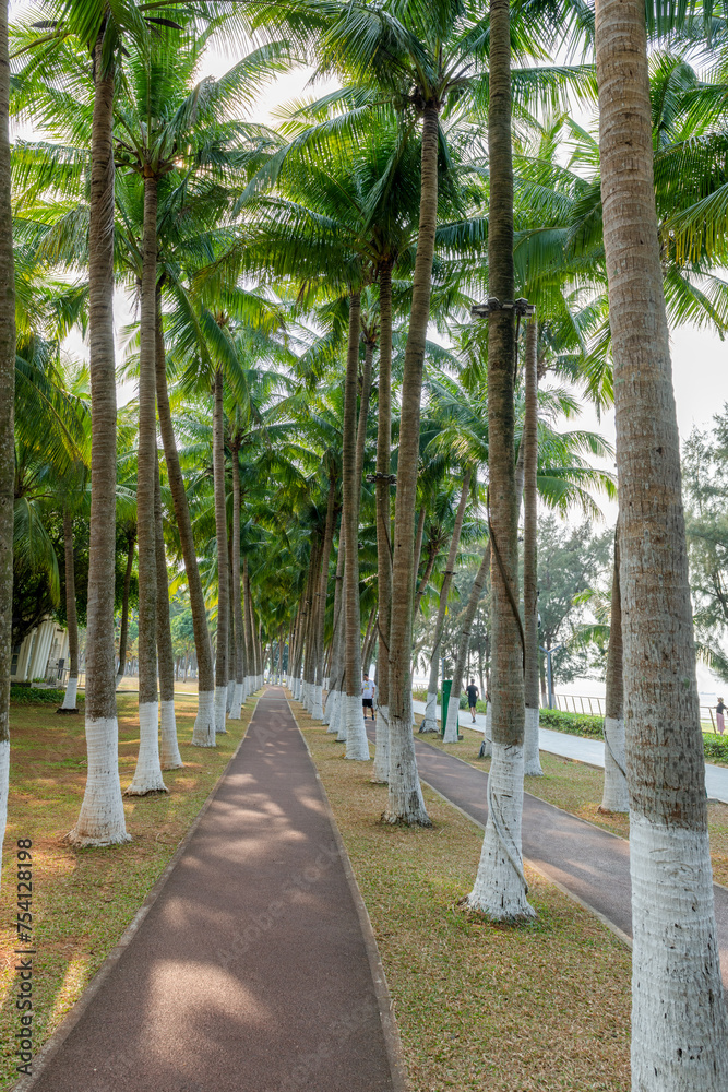 Scenery of coconut grove in Wanlu Garden, Haikou City, Hainan Province, China
