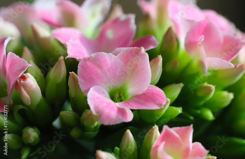 Kalanchoe blossfeldiana plant with pink flowers