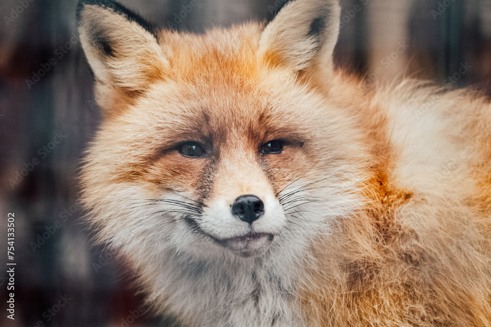 Fototapeta premium red fox vulpes сдщыу-гз