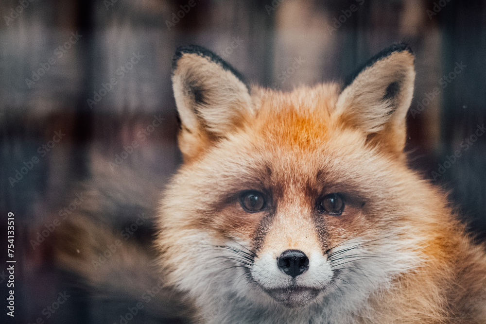 fox close-up fox close-up