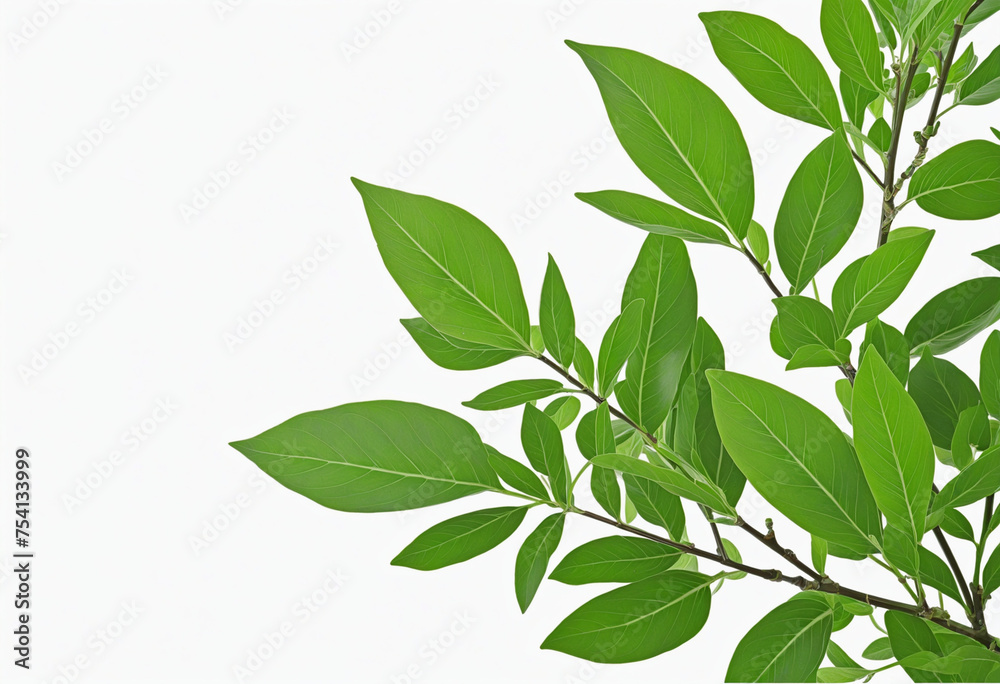 Green leaves isolated on white green and white background 