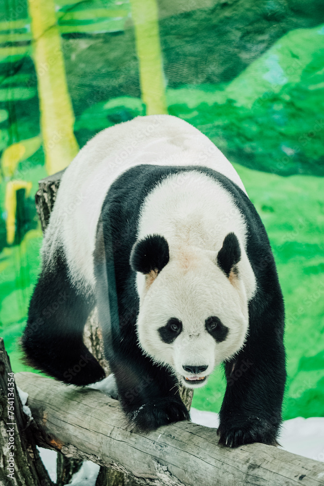 Obraz premium A big panda walks on a log