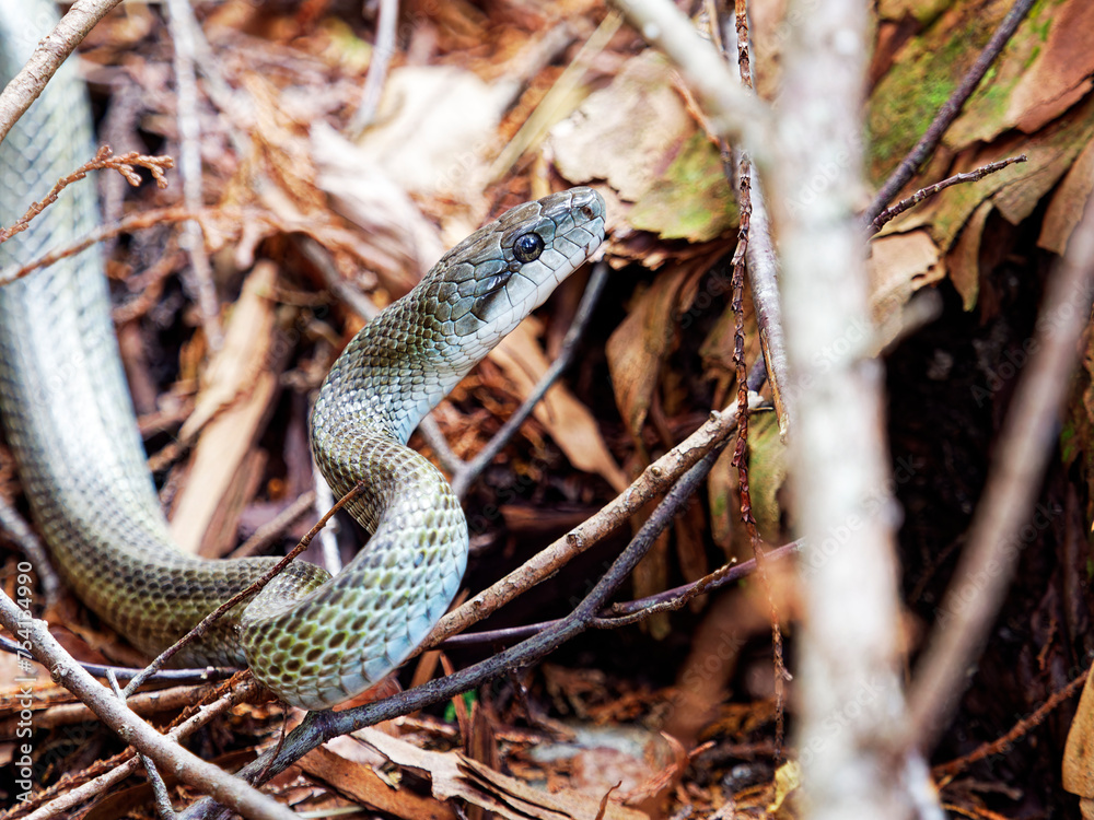 Fototapeta premium アオダイショウ