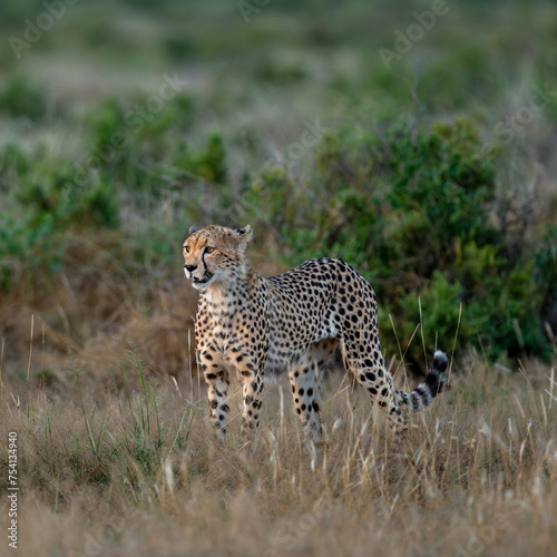 cheetah in the savannah © tony