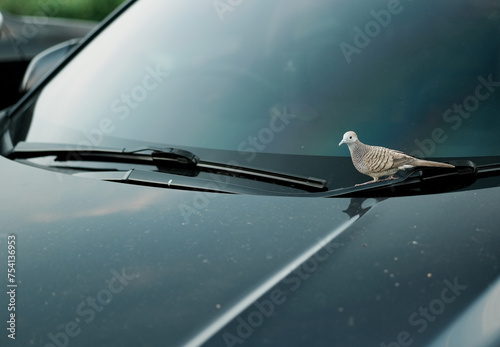 Bird standing on the windshield of the car. Soft focus. Copy space. photo